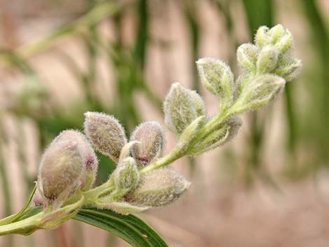 Desert Willow (Chilopsis linearis)