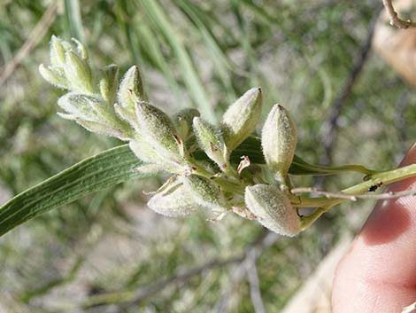 Desert Willow (Chilopsis linearis)