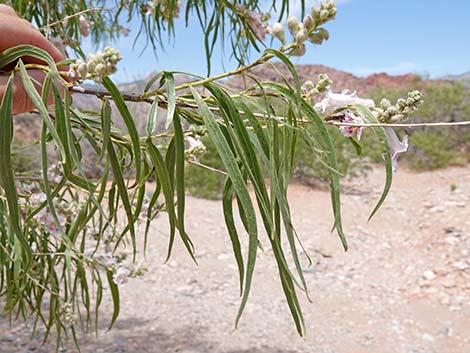 Desert Willow (Chilopsis linearis)