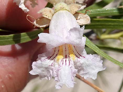 Desert Willow (Chilopsis linearis)