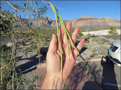 Desert Willow (Chilopsis linearis)