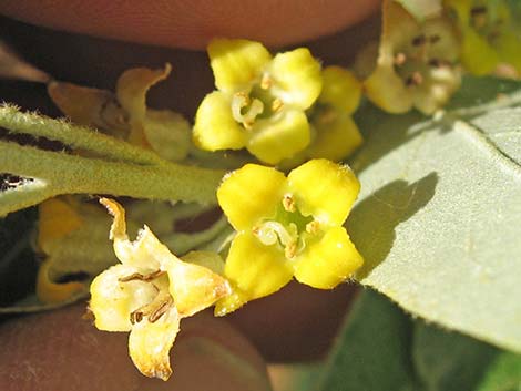 Russian Olive (Elaeagnus angustifolia)