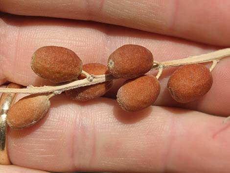 Russian Olive (Elaeagnus angustifolia)