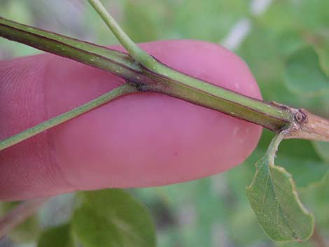 Singleleaf Ash (Fraxinus anomala)