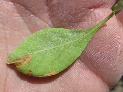 Singleleaf Ash (Fraxinus anomala)