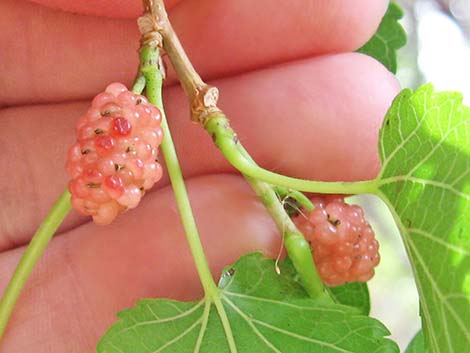 White Mulberry (Morus alba)