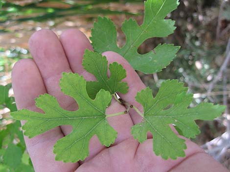 White Mulberry (Morus alba)