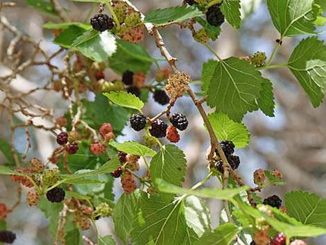 White Mulberry (Morus alba)