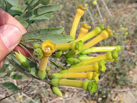 Tree Tobacco (Nicotiana glauca)