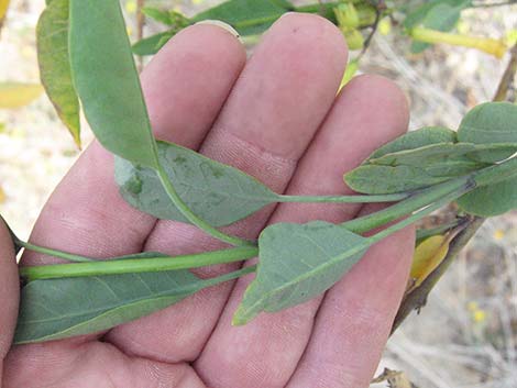 Tree Tobacco (Nicotiana glauca)