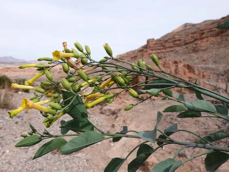 Tree Tobacco (Nicotiana glauca)