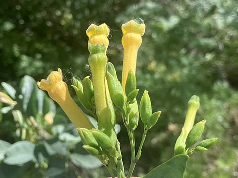 Tree Tobacco (Nicotiana glauca)