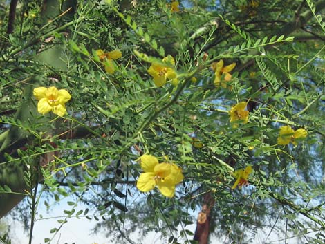 Foothill Paloverde (Cercidium microphyllum)