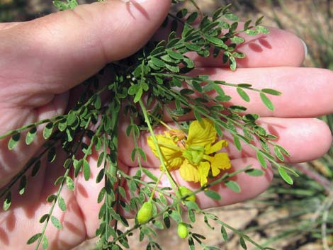 Foothill Paloverde (Cercidium microphyllum)