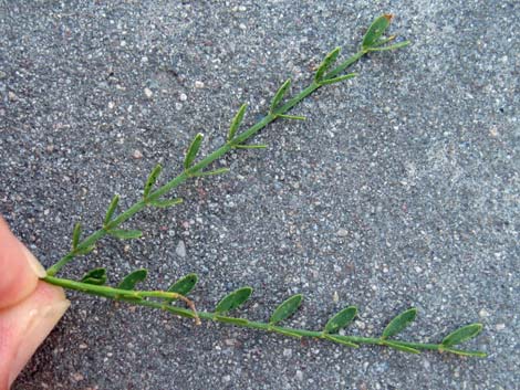 Foothill Paloverde (Cercidium microphyllum)