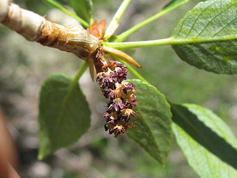 Narrowleaf Cottonwood (Populus angustifolia)