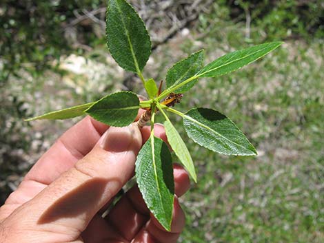 Narrowleaf Cottonwood (Populus angustifolia)