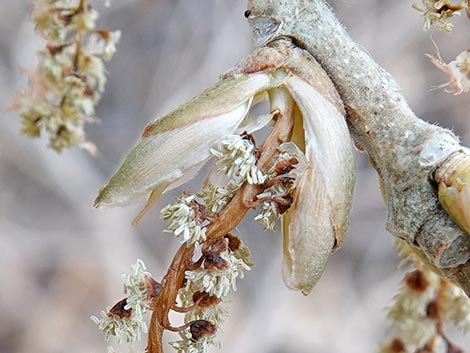 Fremont's Cottonwood (Populus fremontii)