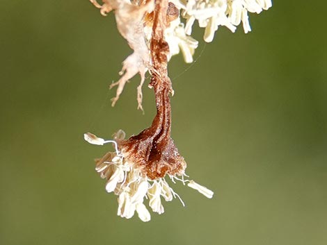 Fremont's Cottonwood (Populus fremontii)