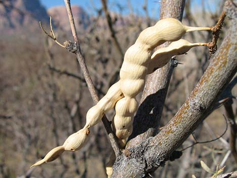 Honey Mesquite (Neltuma glandulosa)