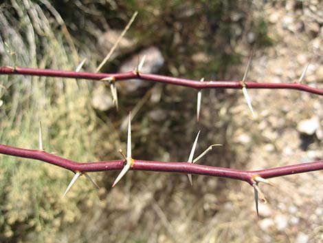 Honey Mesquite (Neltuma glandulosa)