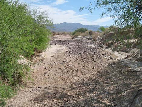 Honey Mesquite (Neltuma glandulosa)