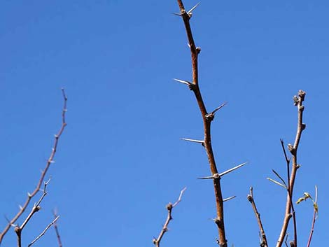 Honey Mesquite (Neltuma glandulosa)