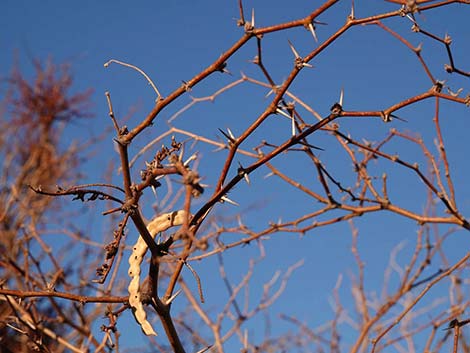 Honey Mesquite (Neltuma glandulosa)