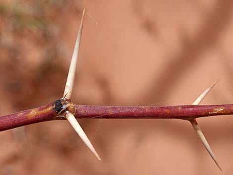 Honey Mesquite (Neltuma glandulosa)