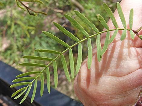 Honey Mesquite (Neltuma glandulosa)