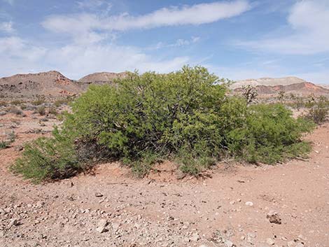 Honey Mesquite (Neltuma glandulosa)