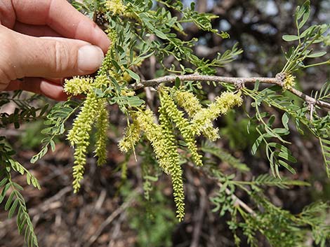 Honey Mesquite (Neltuma glandulosa)