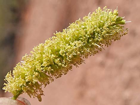 Honey Mesquite (Neltuma glandulosa)