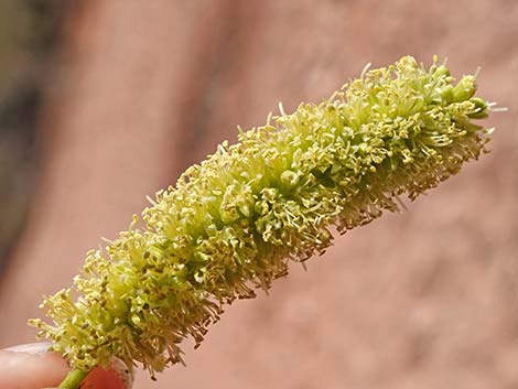 Honey Mesquite (Neltuma glandulosa)