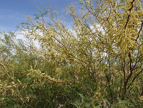 Honey Mesquite (Neltuma glandulosa)