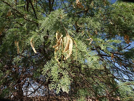 Honey Mesquite (Neltuma glandulosa)