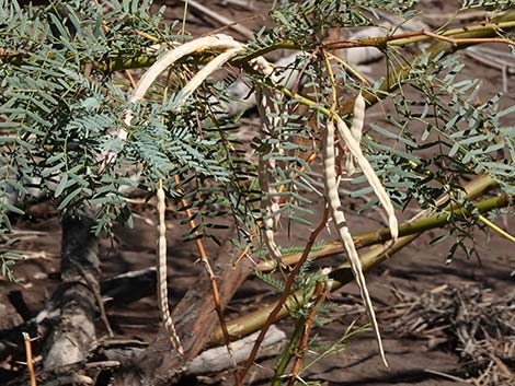 Honey Mesquite (Neltuma glandulosa)