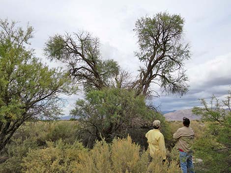 Honey Mesquite (Neltuma glandulosa)