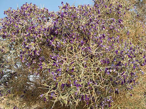 Smoketree (Psorothamnus spinosus)