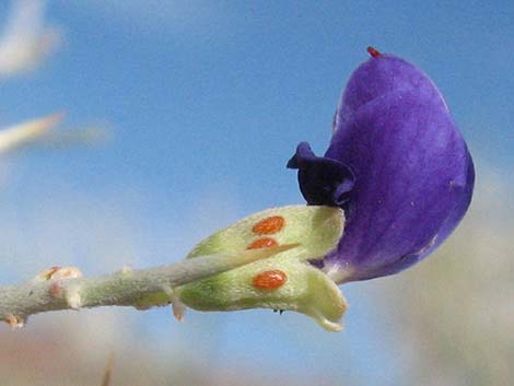 Smoketree (Psorothamnus spinosus)