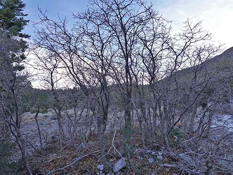 Gambel Oak (Quercus gambelii)