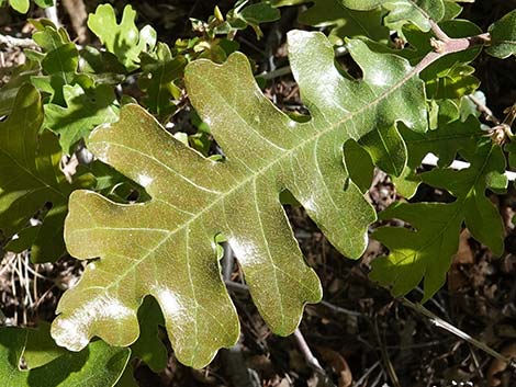 Gambel Oak (Quercus gambelii)