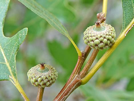 Gambel Oak (Quercus gambelii)