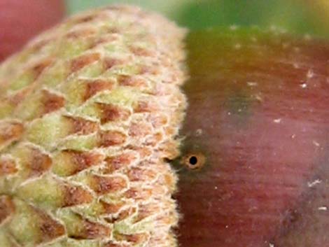 Shrub Live Oak (Quercus turbinella)