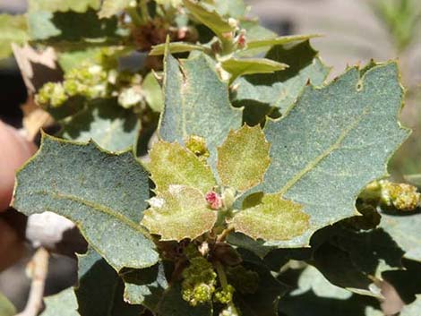 Shrub Live Oak (Quercus turbinella)