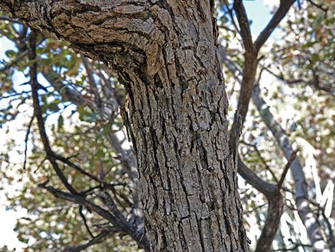 Shrub Live Oak (Quercus turbinella)