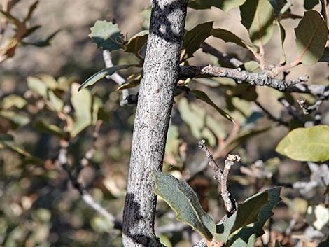 Shrub Live Oak (Quercus turbinella)