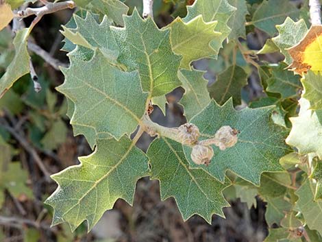 Shrub Live Oak (Quercus turbinella)