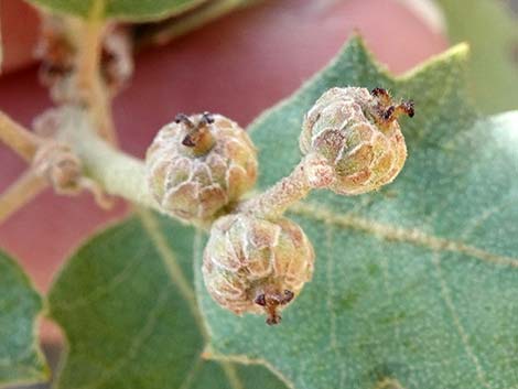 Shrub Live Oak (Quercus turbinella)