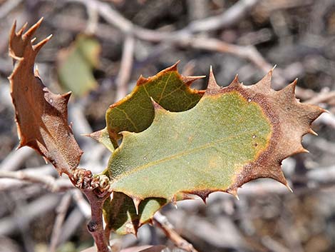 Shrub Live Oak (Quercus turbinella)